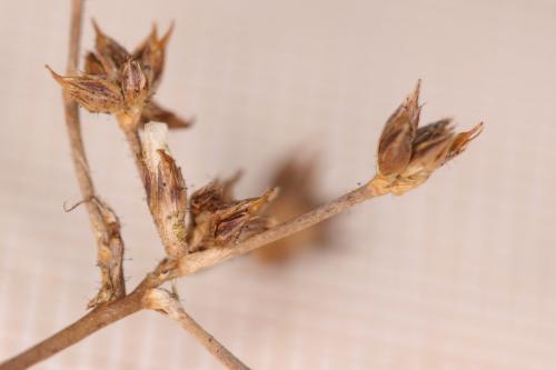 Réf. 270 791 : Coleophora taeniipennella